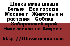 Щенки мини шпица Белые - Все города, Москва г. Животные и растения » Собаки   . Хабаровский край,Николаевск-на-Амуре г.